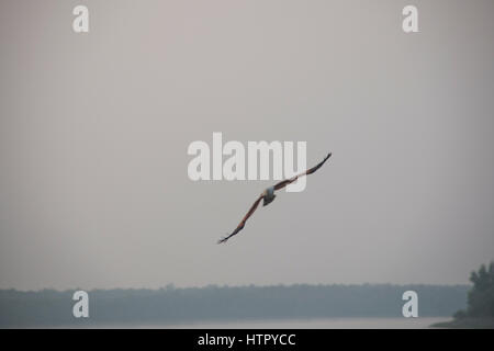 Ein Brahminy Kite-Adler im Sundarbans Nationalpark in Bangladesch Stockfoto