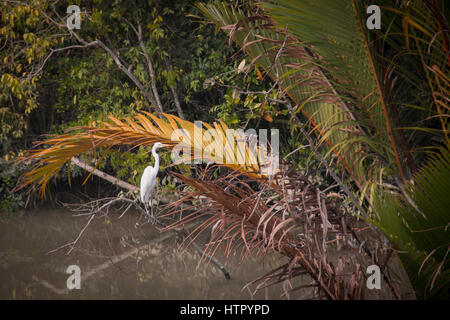 Weißstorch in den Sundarbans Nationalpark, berühmt für seine Royal Bengal Tiger in Bangladesch Stockfoto