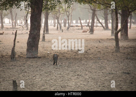 Wildschwein in den Sundarbans Nationalpark, berühmt für seine Royal Bengal Tiger in Bangladesch Stockfoto