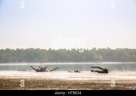 Strand in den Sundarbans Nationalpark, berühmt für seine Royal Bengal Tiger in Bangladesch Stockfoto