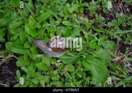 Gemeinsamer Garten Schnecke auf Unkraut Stockfoto