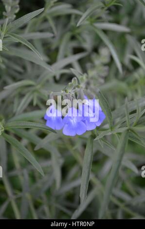 Blau lila Salvia mit grauem Hintergrund Stockfoto