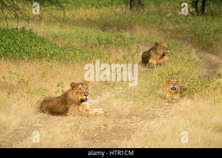 Asiatische (indische) Löwen in Sasan Gir (Gir Wald), Gujarat, Indien Stockfoto