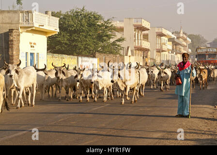 Ein Hirte treibt seine Brahman Carttle entlang der Hauptstraße von Mandvi, Gujarat, Indien Stockfoto