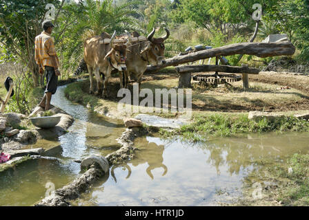 Ochsen drehen eine persische Wasser zum Bewässern der Pflanzen, Rajasthan, Indien Stockfoto