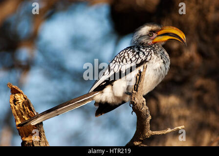 Southern Yellow-billed Hornbill auf Deception Valley, Central Kalahari Nationalpark, Botswana Stockfoto