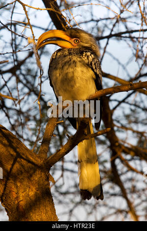 Southern Yellow-billed Hornbill auf Deception Valley, Central Kalahari Nationalpark, Botswana Stockfoto