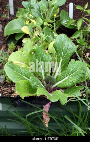 Homegrown Bok Choy oder Pak Choi auf Gemüse-Bett Stockfoto