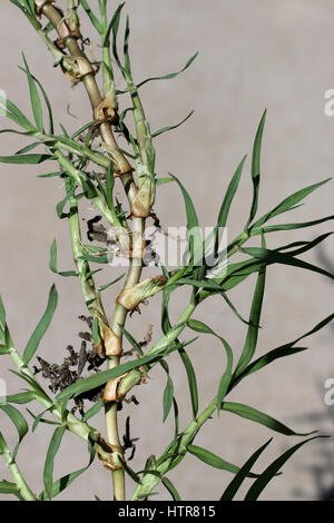 Nahaufnahme von Cynodon Dactylon oder bekannten Quecken Läufer isoliert Stockfoto