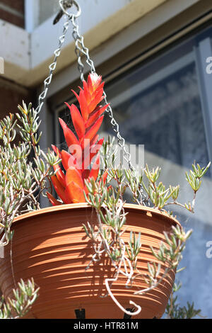 Anbau von Mesembryanthemum und Crassula Capitella Lagerfeuer Sukkulenten in hängenden Topf Stockfoto