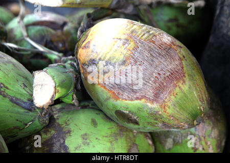 Kokosnussstrauß im Garten, Kerala (Copyright © Saji Maramon) Stockfoto