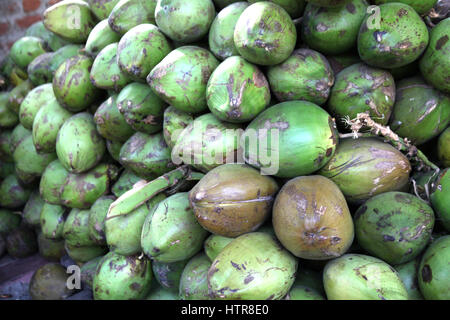 Kokosnussstrauß im Garten, Kerala (Copyright © Saji Maramon) Stockfoto