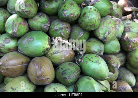 Kokosnussstrauß im Garten, Kerala (Copyright © Saji Maramon) Stockfoto