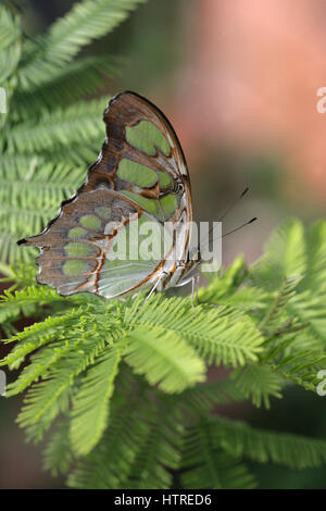 Tropischer Schmetterling - Malachit Siproeta stelenes auf Laub. Grüner tropischer Schmetterling. Makrofotografie.Vollformat. Wohlfühlen. Stockfoto