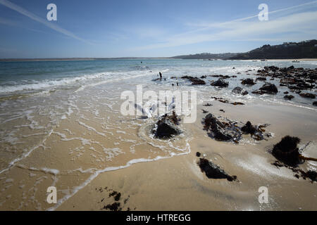 Möwen und Felsen am Strand bei Ebbe in St Ives, Cornwall, England, Großbritannien. Stockfoto