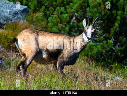 Slowakische Gämsen in der hohen Tatra Stockfoto