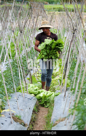 Vietnamesischen Bauern ernten Senfgrüns auf Landwirtschaft Feld für die Frühjahrssaison, Mann glücklich arbeiten im Gemüsegarten bei Lam Dong, Vietnam Stockfoto