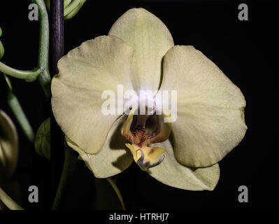 Blass gelbe Orchidee, Blume, Grün, Makro auf schwarzen Hintergrund mit detaillierten Textur isoliert Stockfoto