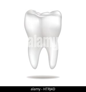 Zahn isoliert. Zähne weiß unterzeichnen. Dental Medical Illustration. Stock Vektor