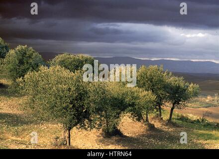 Olivenhaine in der Umgebung der Stadt Troja (Foggia, Italien) Stockfoto