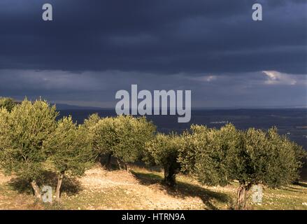 Olivenhaine in der Umgebung der Stadt Troja (Foggia, Italien) Stockfoto