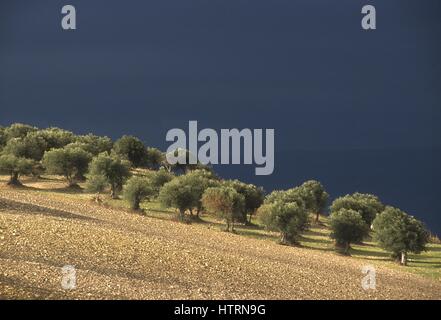 Olivenhaine in der Umgebung der Stadt Troja (Foggia, Italien) Stockfoto