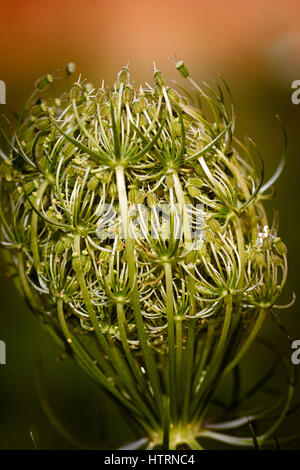 Wilde Möhre (Daucus Carota) kurz bevor es öffnet sich eine Blume, auch bekannt als Vogels Nest Unkraut Stockfoto