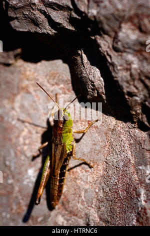 Nahaufnahme einer grünen Heuschrecke ruht auf einem grauen Felsen Stockfoto