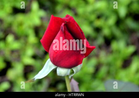 Rote rose Knospe wächst im Garten vergrößern Stockfoto