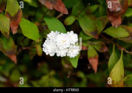 Kleine weiße Blüten in einem Meer von Herbst farbige Blätter Stockfoto