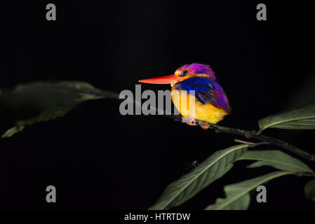 Orientalischer Zwergeisvogel (Ceyx erithaca), der nachts im tropischen Tieflandwald von Borneo ruht. Stockfoto