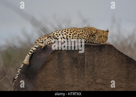 Ein wilder Leopard, liegend auf einem Felsen am Abend. Stockfoto