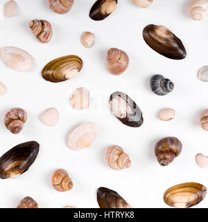 Muscheln, die isoliert auf weißem Hintergrund Stockfoto
