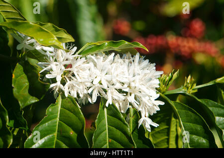 Kaffeebaum mit Milchkaffee Blume auf Café Plantage, Café Stammwerk in Basalt Boden wie Bao Loc, Lam Dong, Viet Nam, und Kaffee ist Vietnam Stockfoto