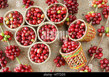 Nahaufnahme von roten Kaffeebohnen, Landwirtschaft Produkt von Vietnam, Café Bohne im Bambuskorb auf Sackleinen Hintergrund, erstaunliche Form, frische, reife Beeren Stockfoto