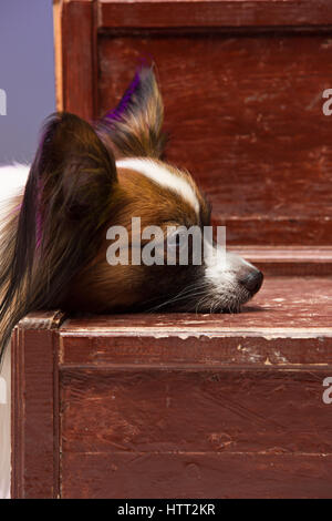 Studio-Porträt eines kleinen gähnende Welpen Papillon Stockfoto