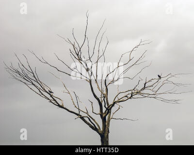 Baum ohne Laub auf einem grauen Winter Himmelshintergrund Stockfoto