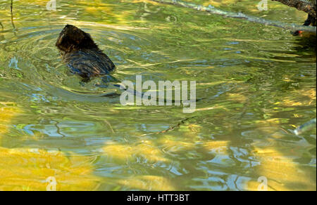 Bisamratte Ondatra Zibethica, Schwimmen im Wasser gefärbt durch Reflexionen und Unterwasser vegetation Stockfoto