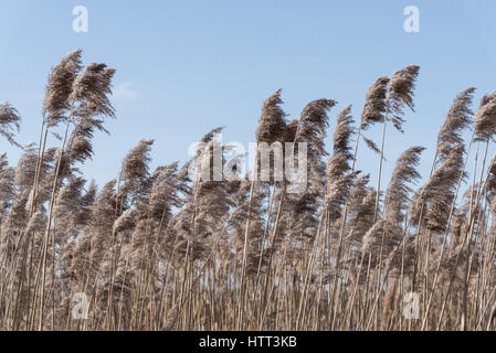 gemeinsamen Schilf Phragmites Australis gegen blauen Himmel Stockfoto