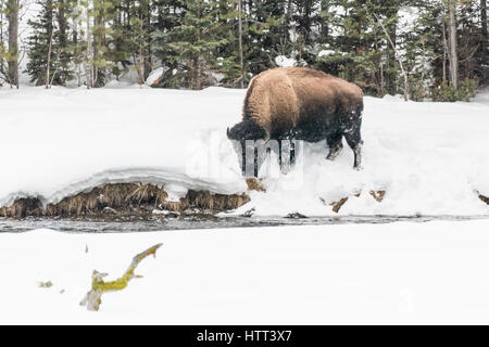 Bisons (Bison Bison) gemeinhin als Buffalo im Yellowstone Nationalpark, WY, USA den brutalen Winter zu überleben. Stockfoto