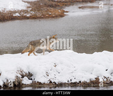 Kojote (Canis Latrans) Reise durch die verschneite Landschaft des Yellowstone National Park, Stockfoto