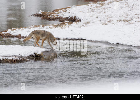 Kojote (Canis Latrans) Reise durch die verschneite Landschaft des Yellowstone National Park, Stockfoto