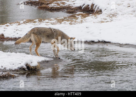 Kojote (Canis Latrans) Reise durch die verschneite Landschaft des Yellowstone National Park, Stockfoto