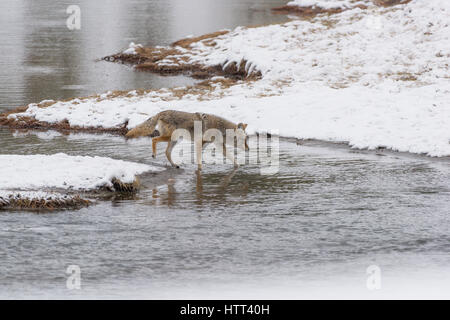 Kojote (Canis Latrans) Reise durch die verschneite Landschaft des Yellowstone National Park, Stockfoto