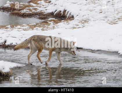 Kojote (Canis Latrans) Reise durch die verschneite Landschaft des Yellowstone National Park, Stockfoto