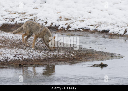 Kojote (Canis Latrans) Reise durch die verschneite Landschaft des Yellowstone National Park, Stockfoto