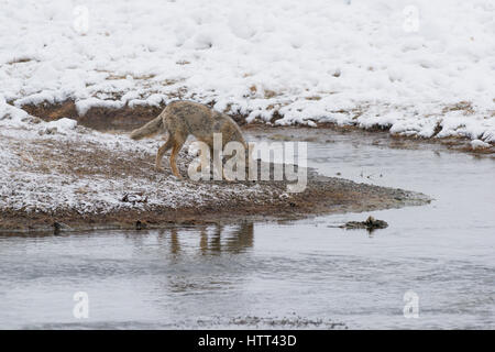 Kojote (Canis Latrans) Reise durch die verschneite Landschaft des Yellowstone National Park, Stockfoto