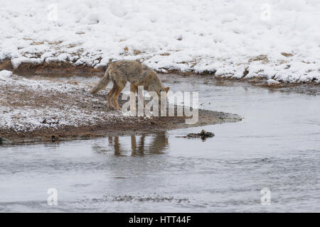 Kojote (Canis Latrans) Reise durch die verschneite Landschaft des Yellowstone National Park, Stockfoto