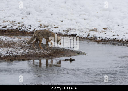 Kojote (Canis Latrans) Reise durch die verschneite Landschaft des Yellowstone National Park, Stockfoto