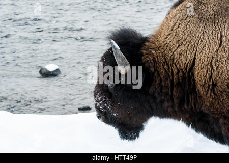 Bisons (Bison Bison) gemeinhin als Buffalo im Yellowstone Nationalpark, WY, USA den brutalen Winter zu überleben. Stockfoto